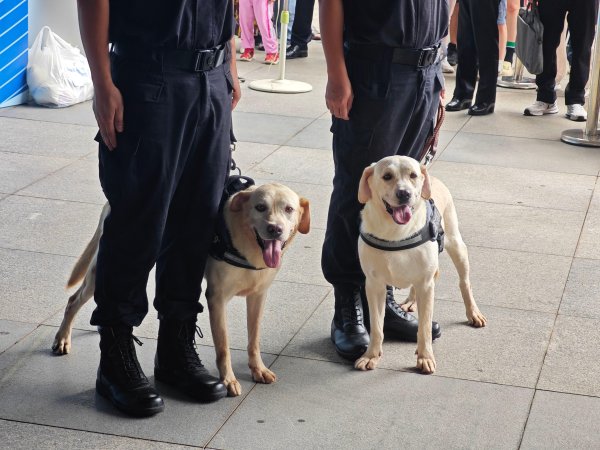 牛来了 广州海关缉毒“汪汪队”亮相显身手
