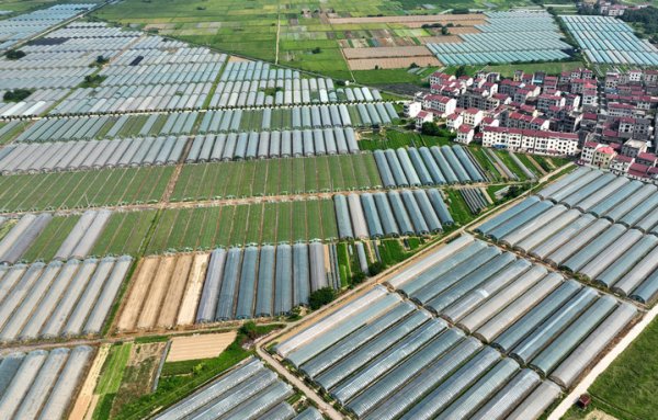 台面优配 活力中国调研行｜椒“傲”与药“强” 江西涉农产业向未来